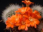 Rebutia albipilosa